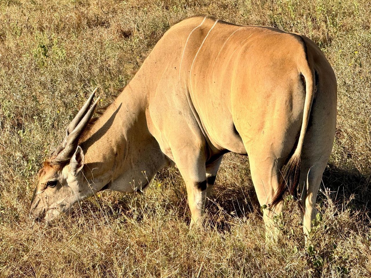 6-day Tanzania Wildlife safari package from Arusha