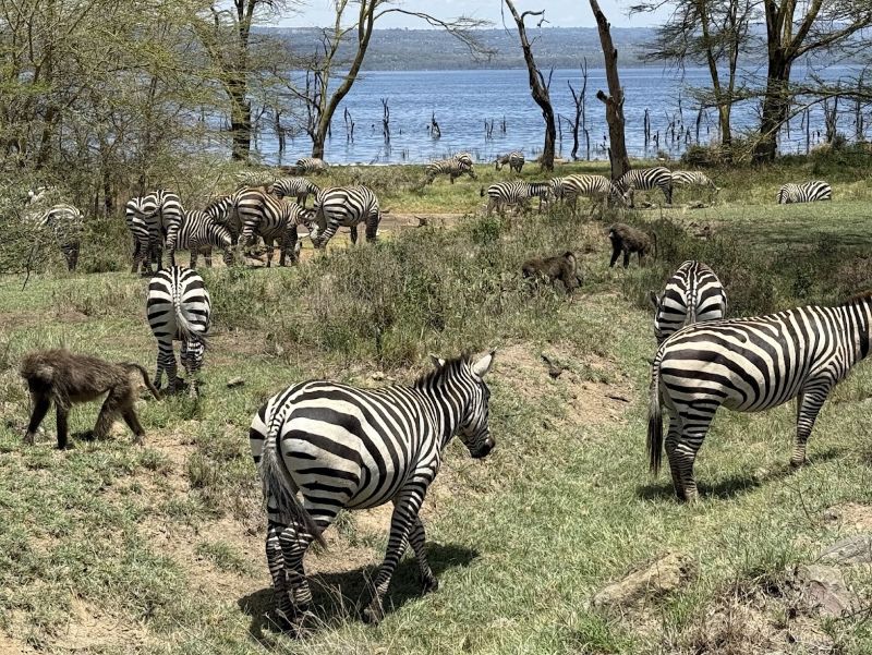 Family Holiday Safari in Kenya