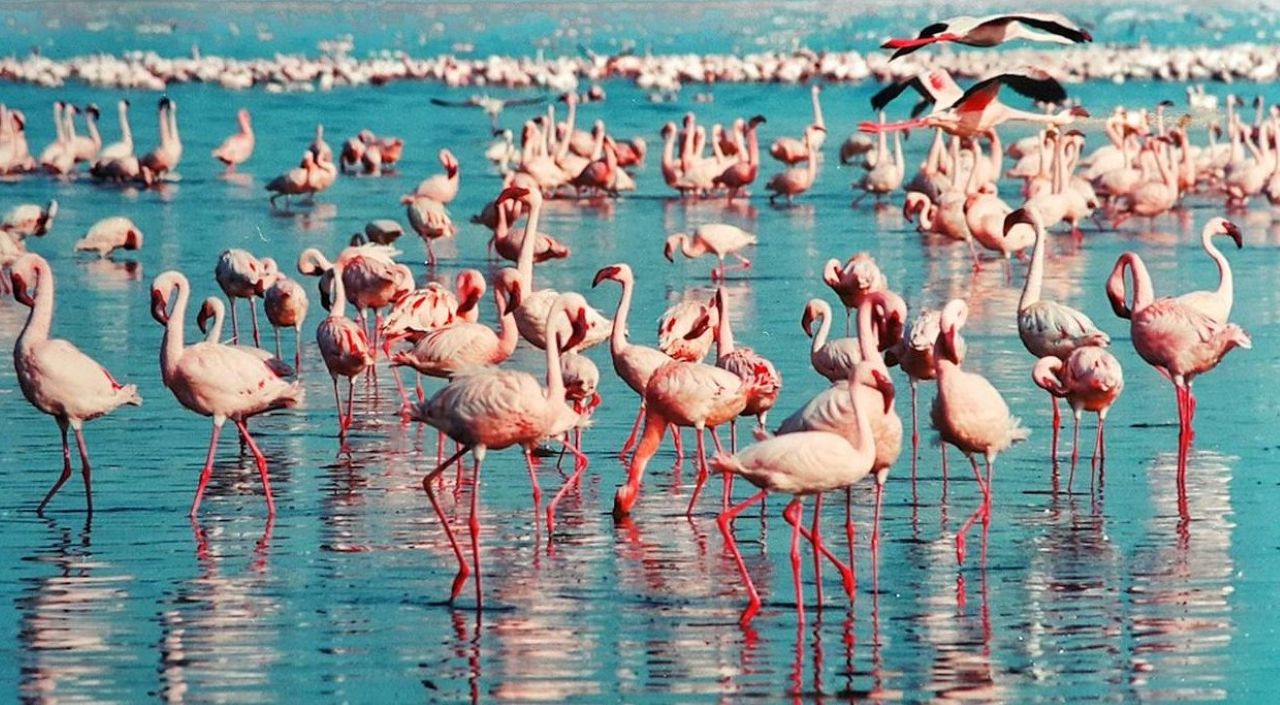 Lake Manyara National Park