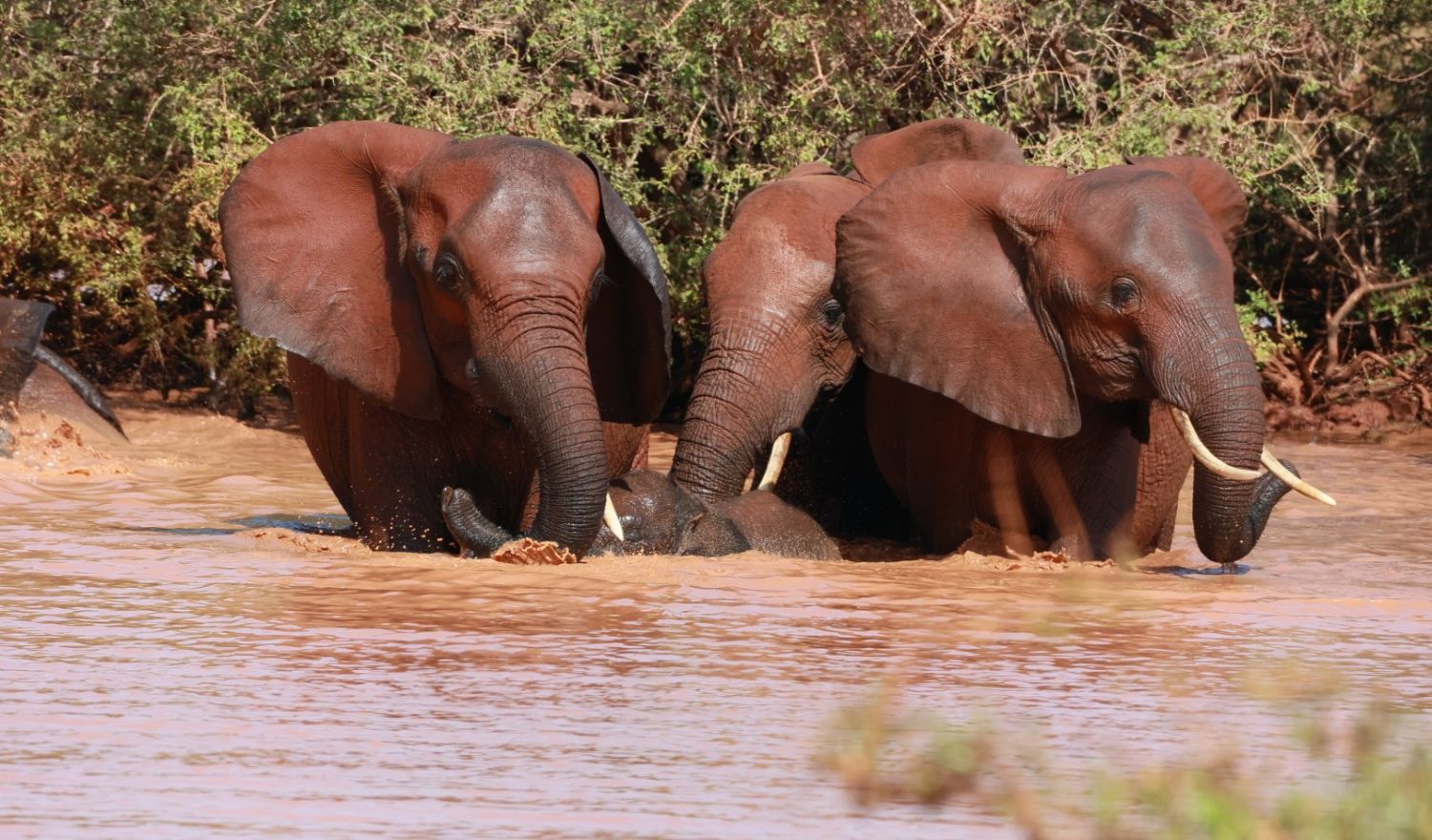 Diani Beach Safari Tour Packages