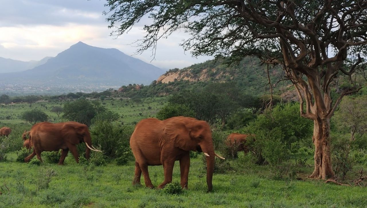 Tsavo-West Amboseli 3-day Safari from Mombasa