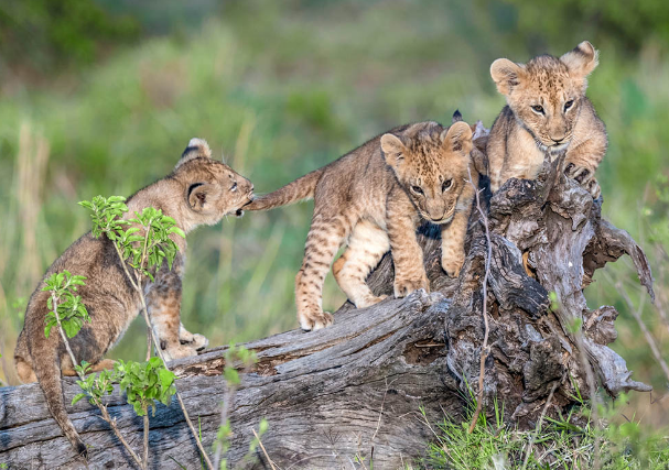 Kenya Safari Tours: Your Ultimate Safari Destination in East Africa