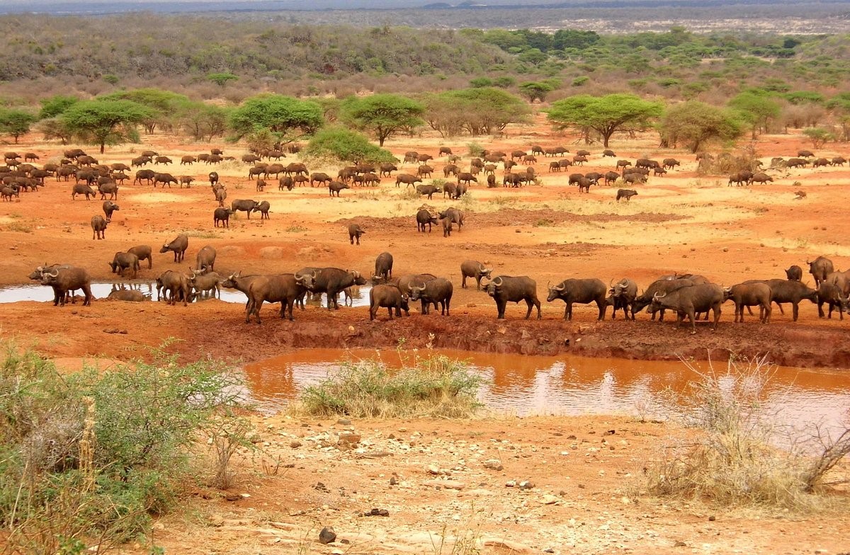 4-days Diani wildlife-safari Kenya