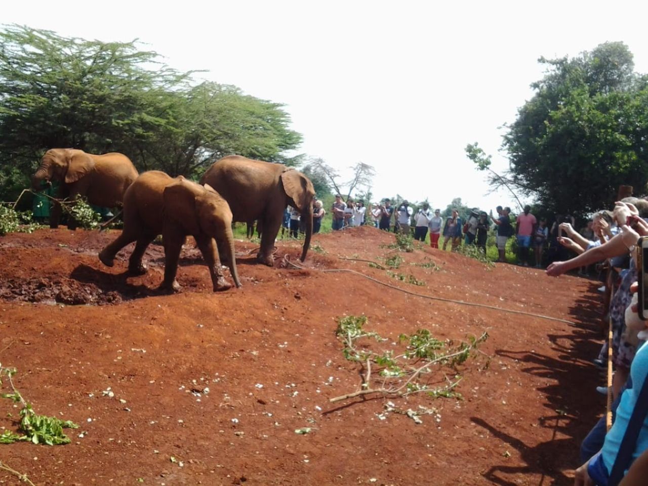 David Sheldrick Animal Orphanage