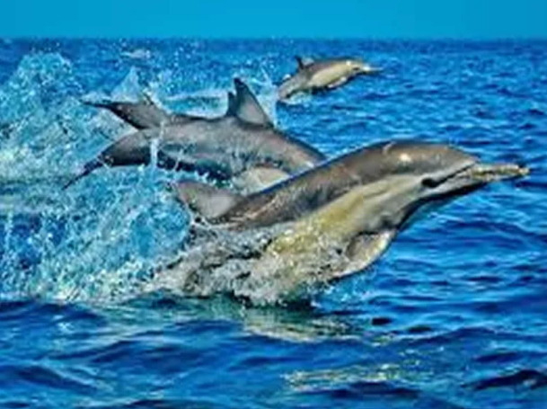 Wasini Island Dolphin Tour from Mombasa