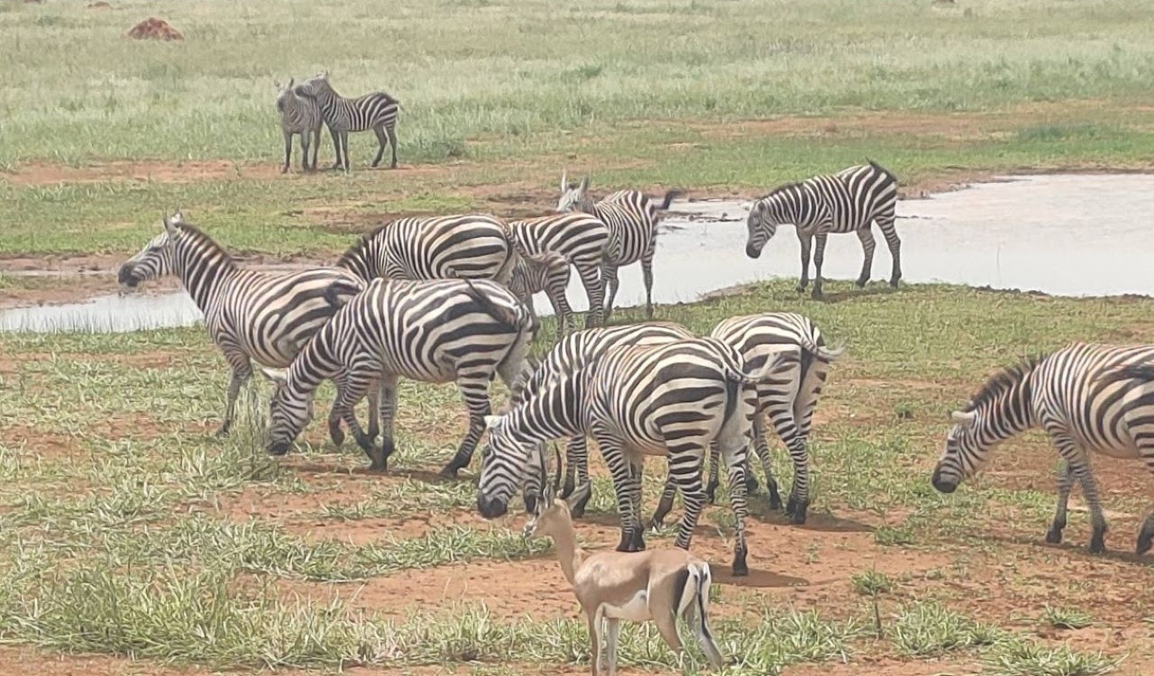 Ultimate Kenya Safari Tours