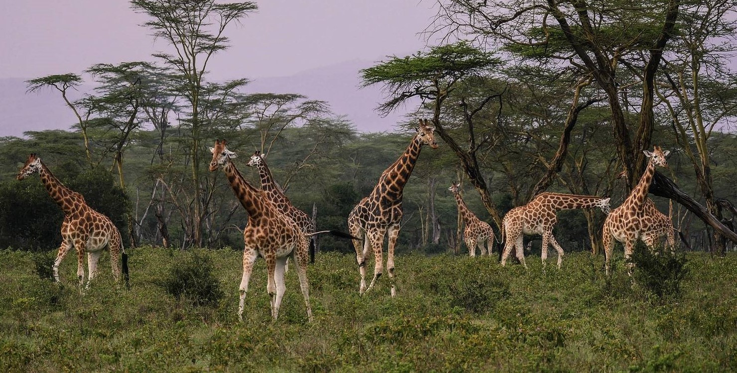 Nairobi-Kenya safari tour packages