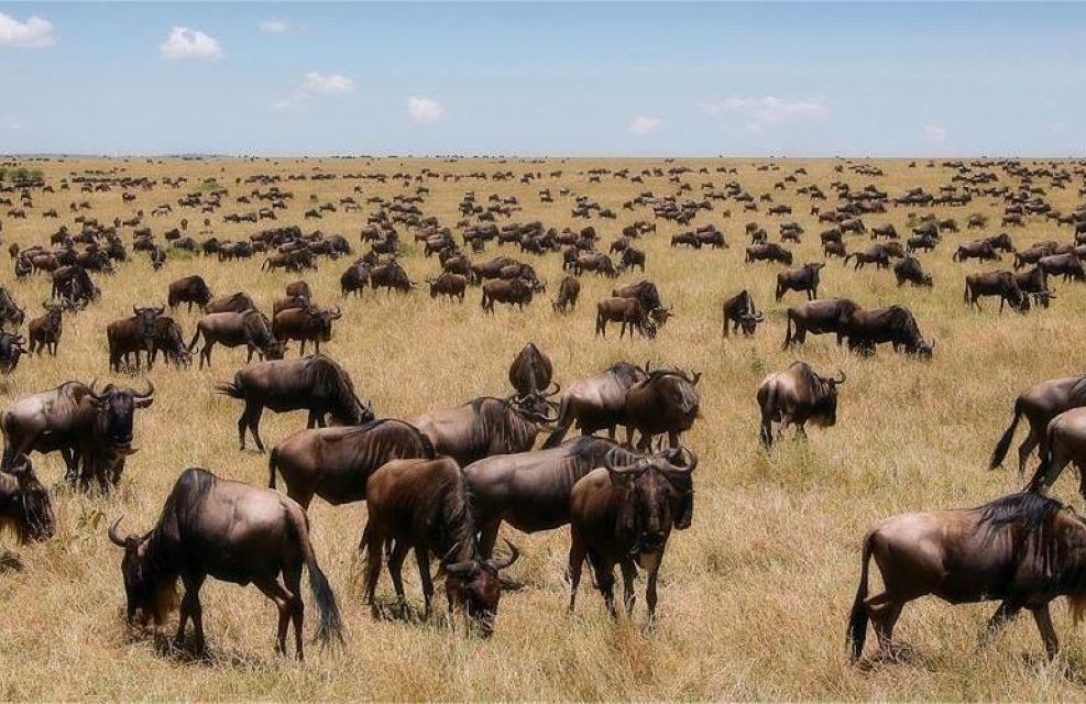 Masai-mara-3-day-road-safari-1 3 days Masai Mara Nairobi Road Safari