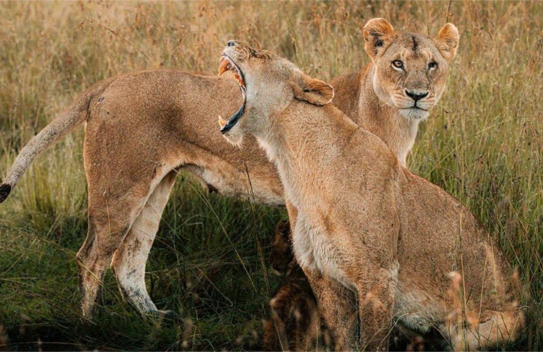 Masai-mara-3-day-road-safari-2 Masai Mara 3-days Nairobi Road Safari