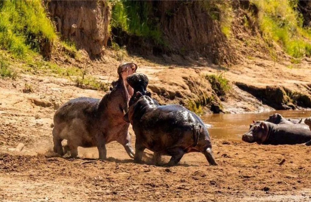 Masai-mara-3-day-road-safari-3 Masai Mara 3-days Nairobi Road Safari