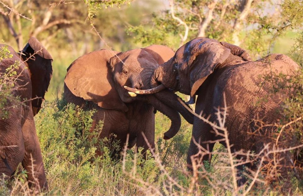 Masai-mara-3-day-road-safari-5 3 days Masai Mara Nairobi Road Safari