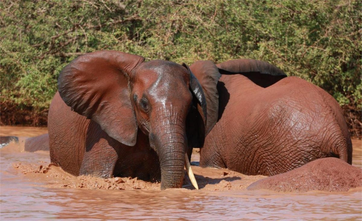 Kenya Safari Holiday Tour Packages and Tanzania Safaris