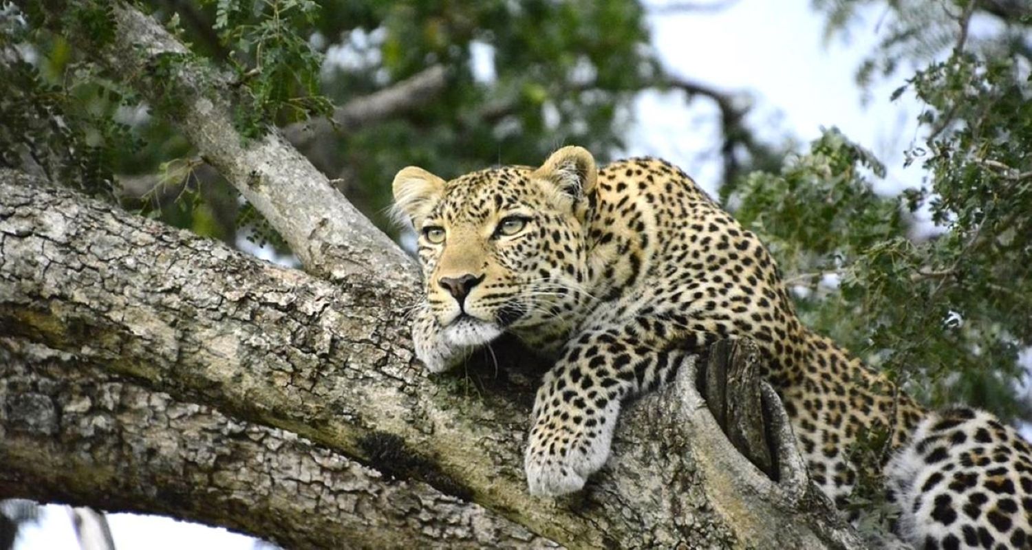 Kenya-Safari holiday tour Packages